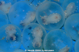 Flamboyant Cuttlefish eggs - just about to hatch by Henrik Gram Rasmussen 